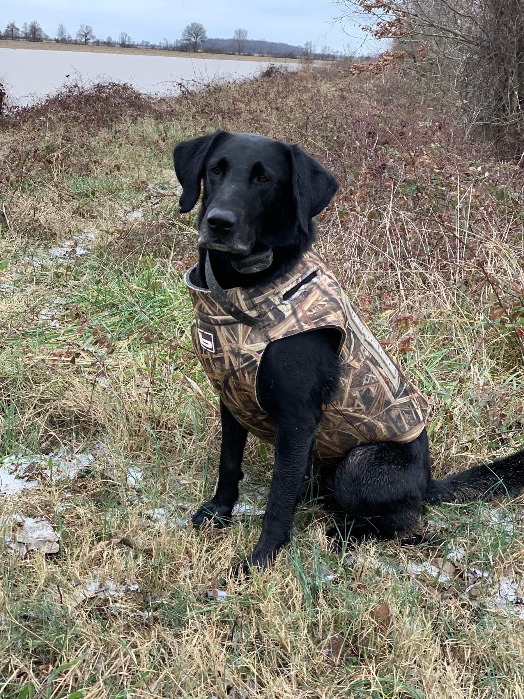 A black retriever wearing a camouflage hunting vest