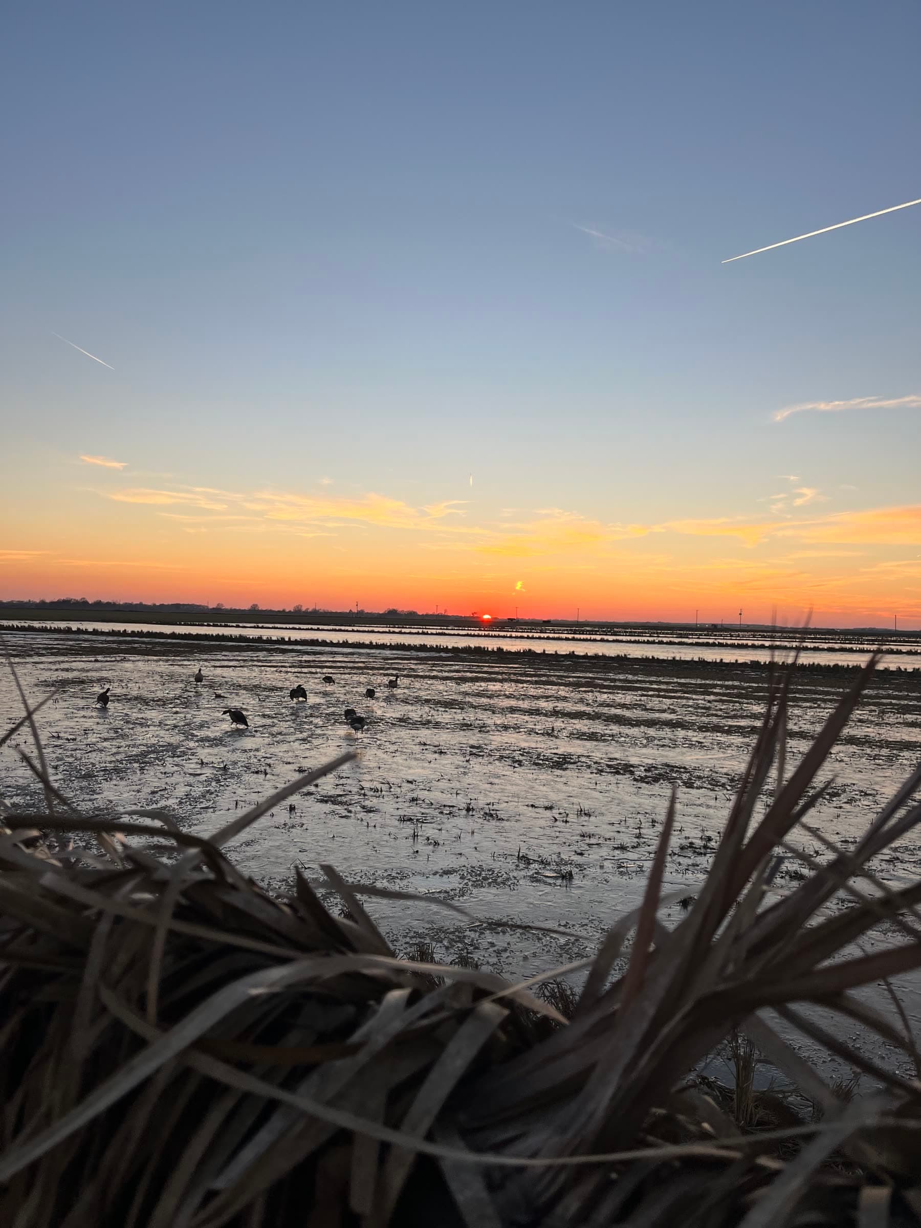 Sunrise over flooded ground with waterfowl decoys