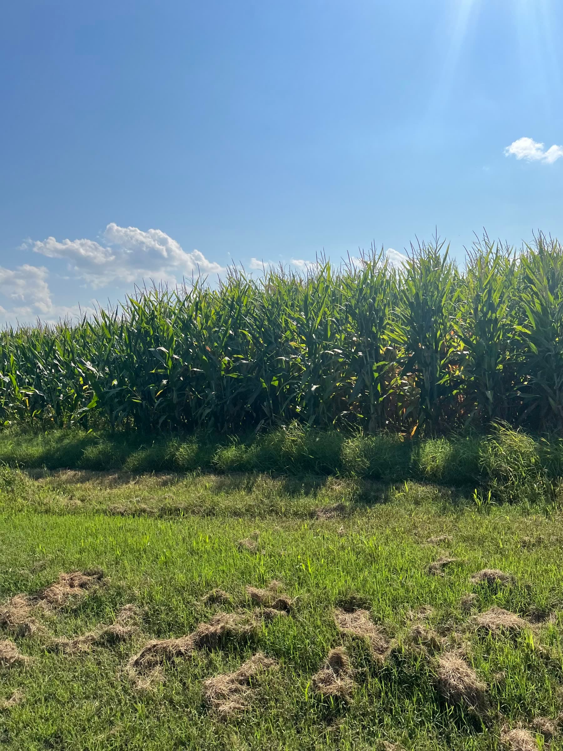 A Witham Farms cornfield beneath a bright summer sky