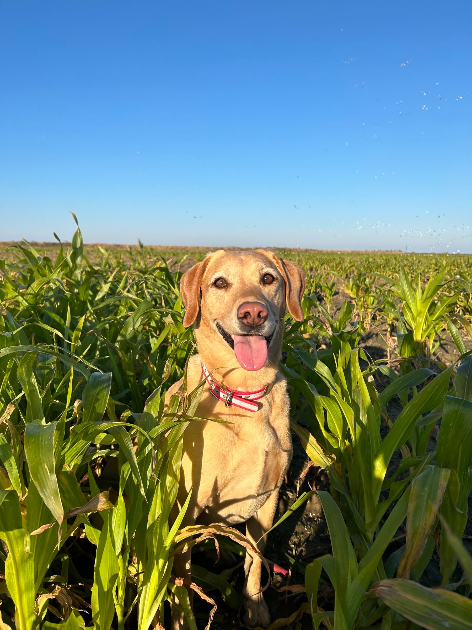 A yellow dog sitting among young corn plants
