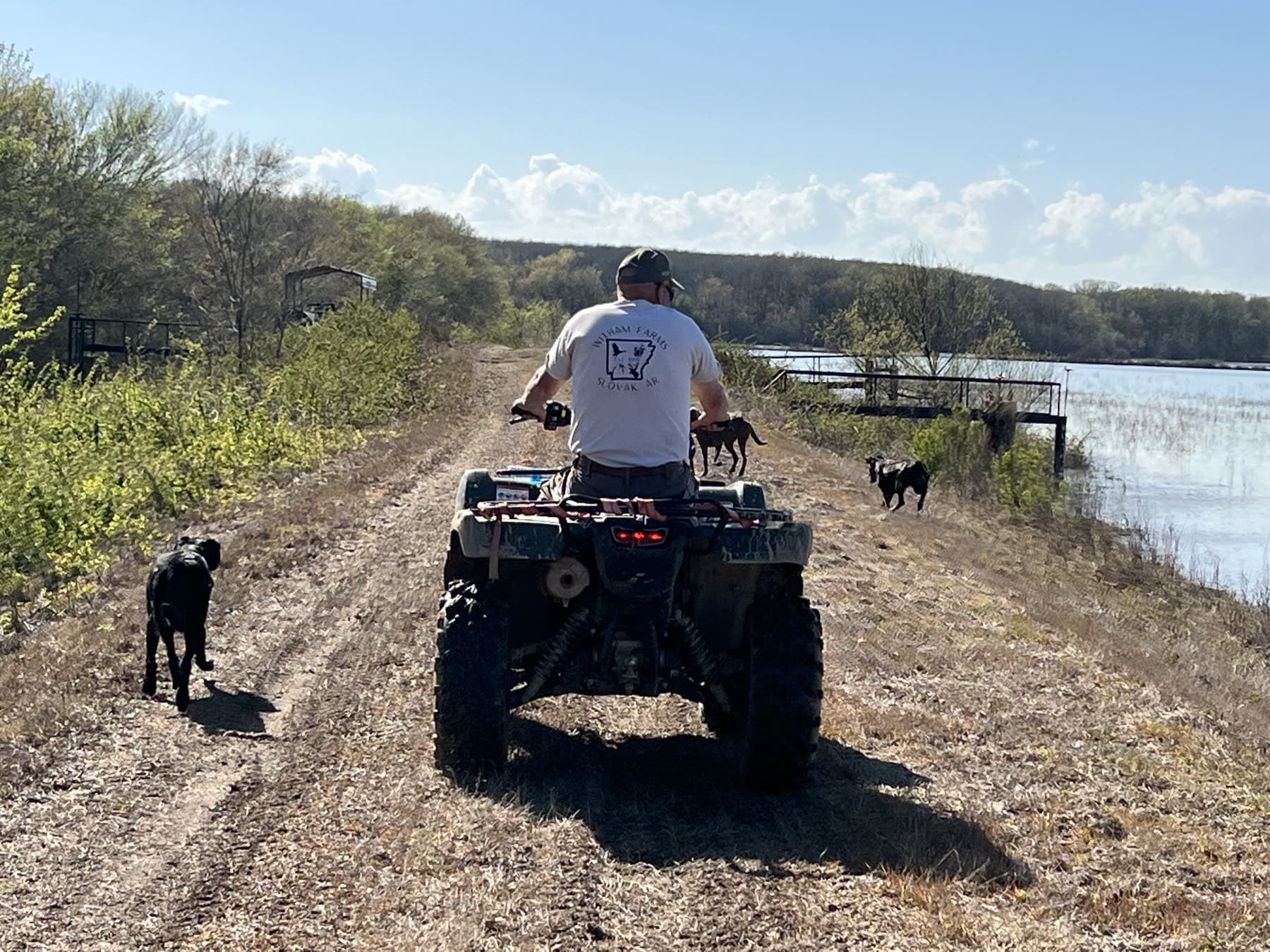 An ATV traveling a farm road beside water with dogs following