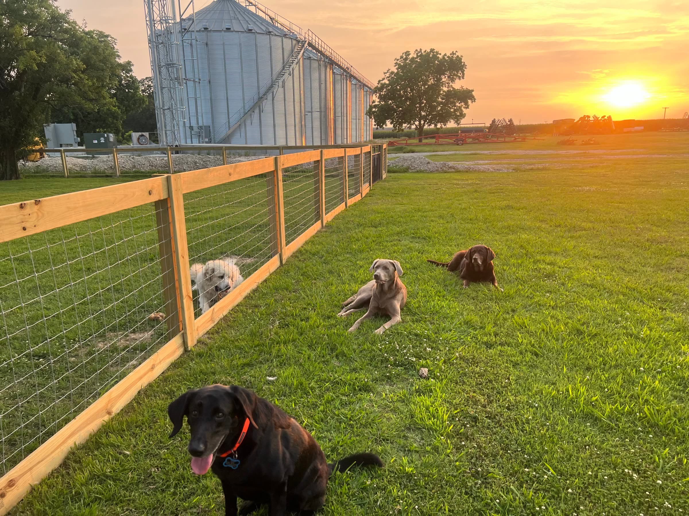 Farm dogs resting near grain bins at sunset