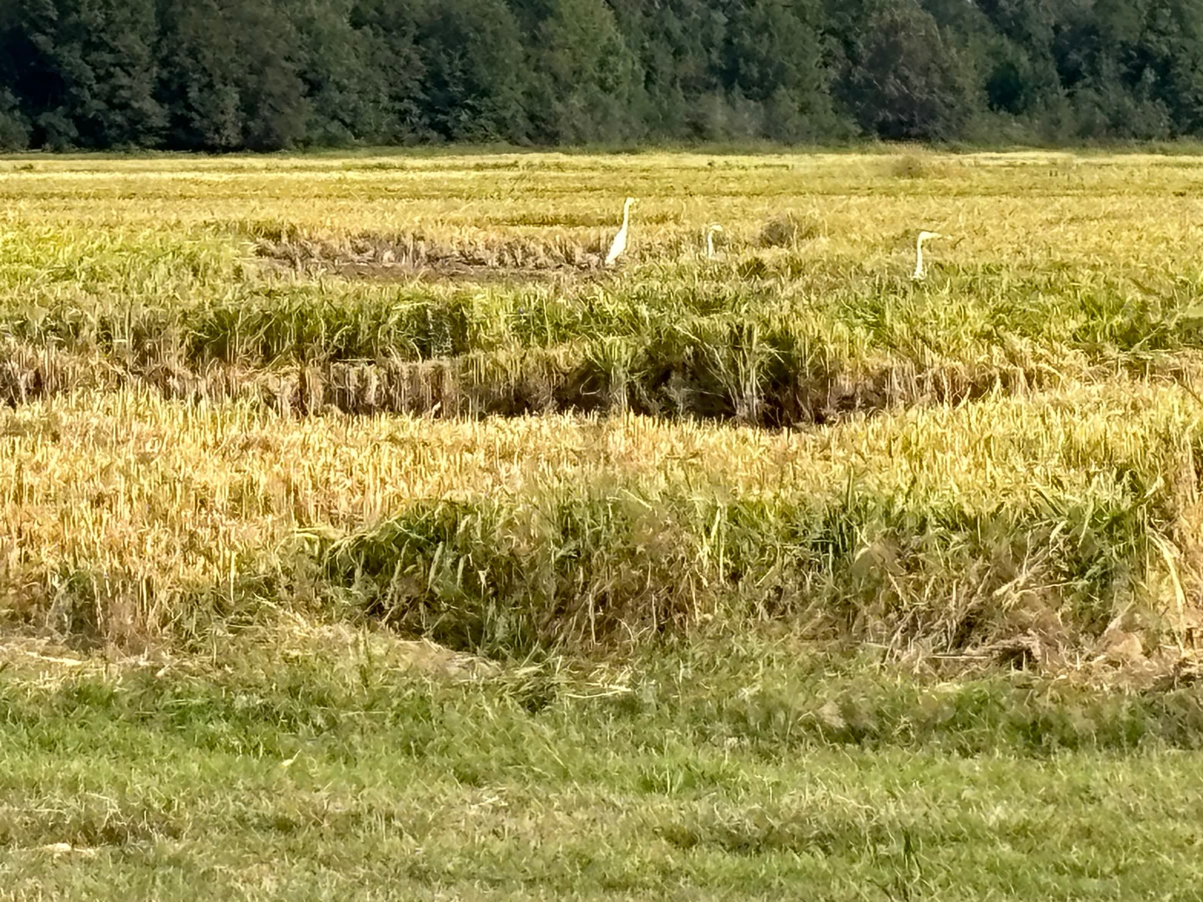 White birds walking through a partially harvested field