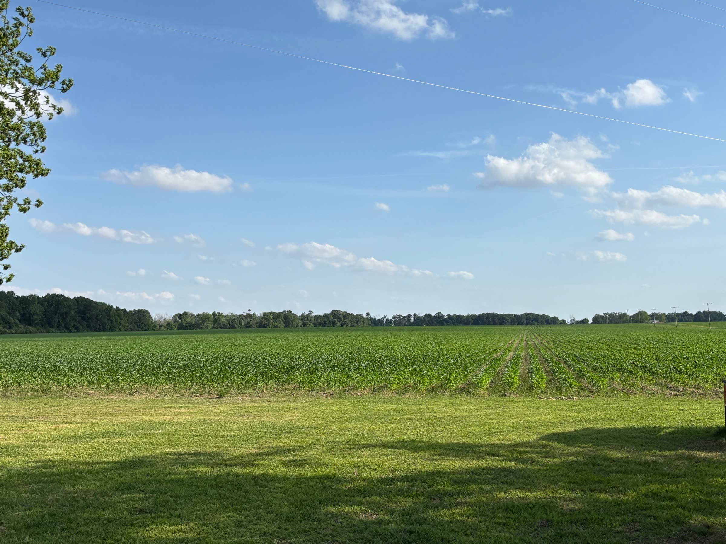 Green row-crop field stretching beneath a blue Arkansas sky