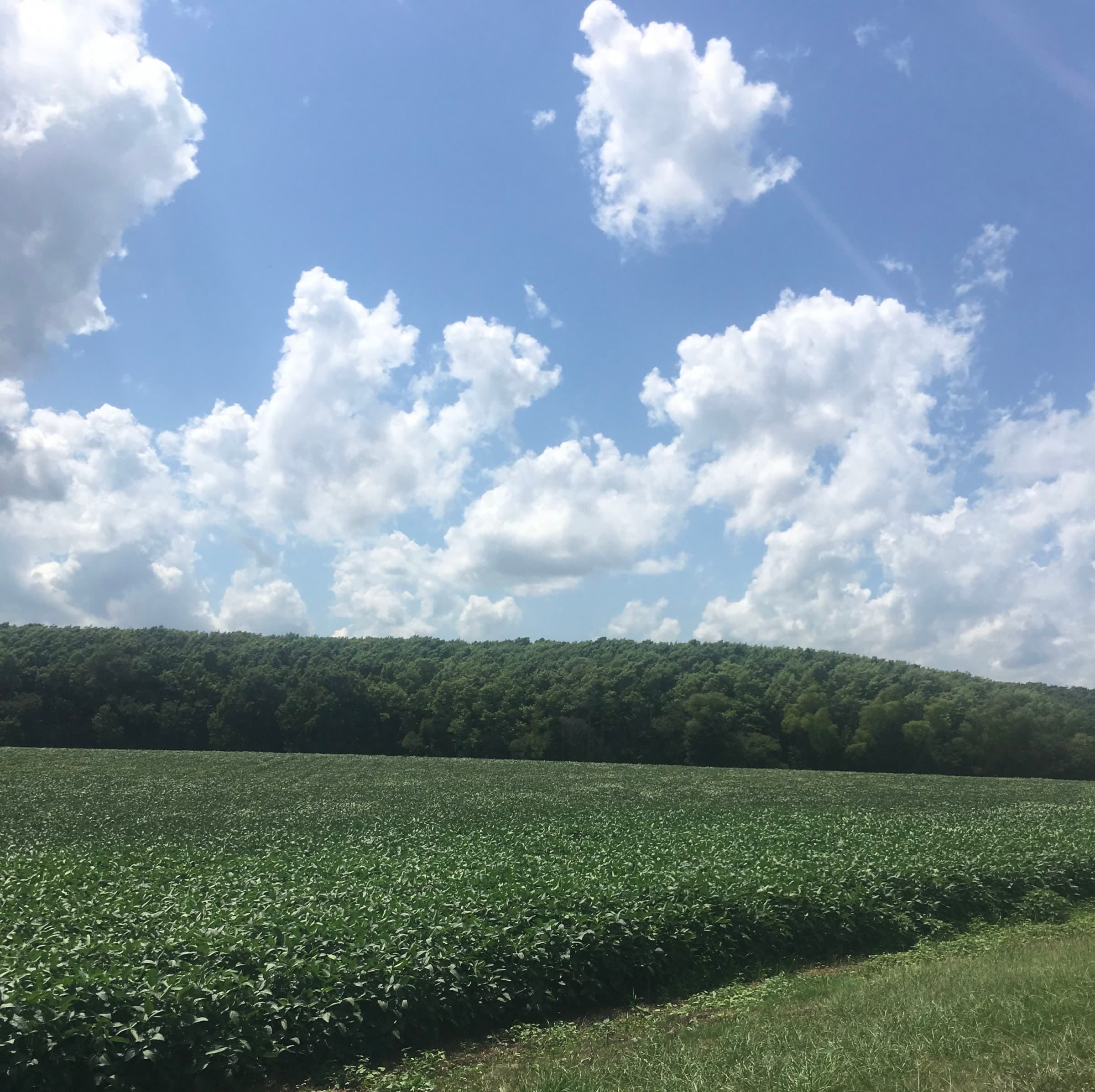 A green soybean field beneath towering summer clouds