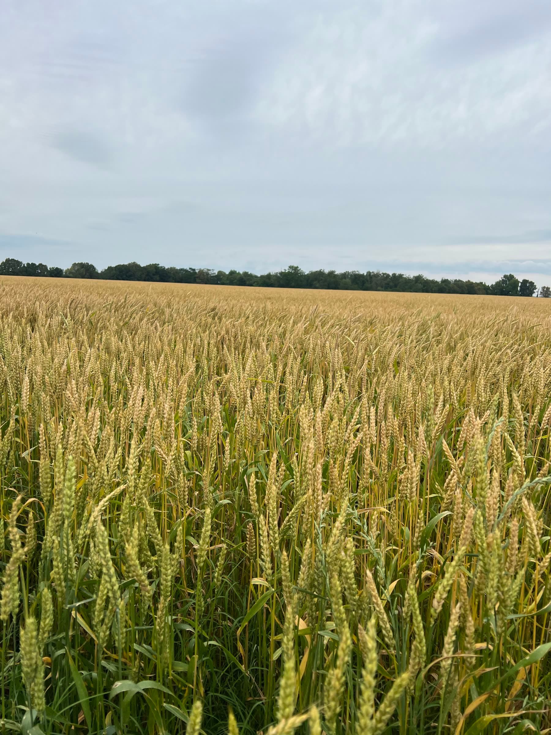 Winter wheat nearing maturity beneath an overcast Arkansas sky